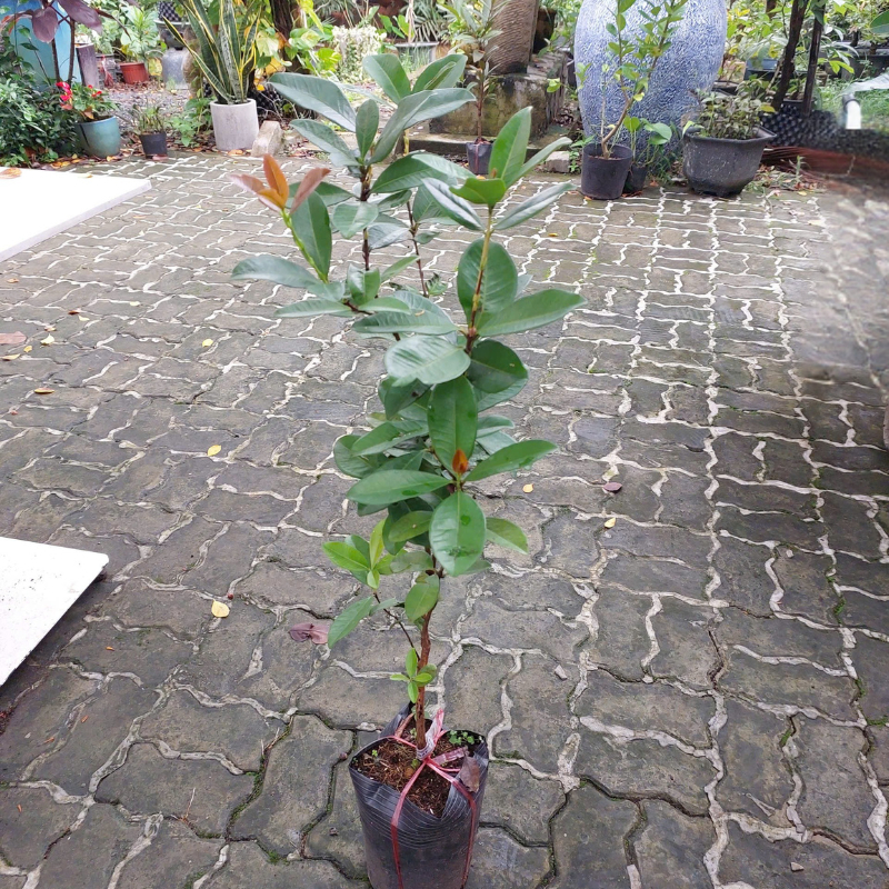Cây Giống Cherry – Giống Ngoại Cao Sản, Quả Đỏ Ngọt, Trồng Chậu & Vườn Cực Sai Trái
