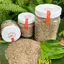 Muối Tiêu Ớt Lá Chanh - Đặc Sản Tây Ninh