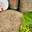 Muối Tiêu Ớt Lá Chanh - Đặc Sản Tây Ninh