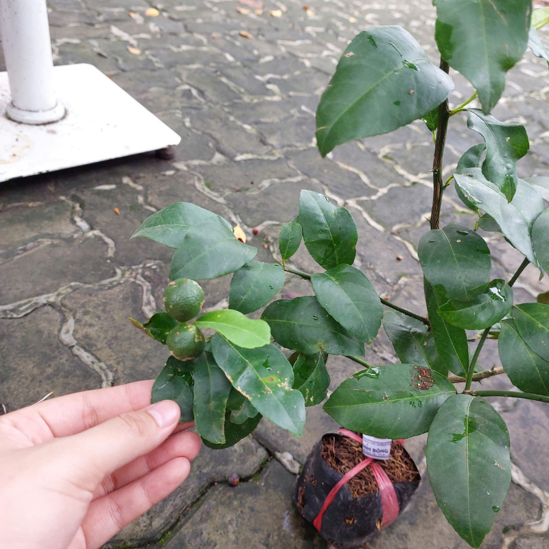 Cây Chanh Bông Tím - Hoa độc lạ, cây ăn quả & trang trí sân vườn