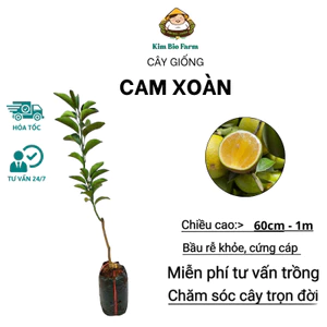 Cây Cam Xoàn – Giống Ngoại Cao Sản, Trái Ngọt Thanh, Ra Quả Sớm & Sai Trái