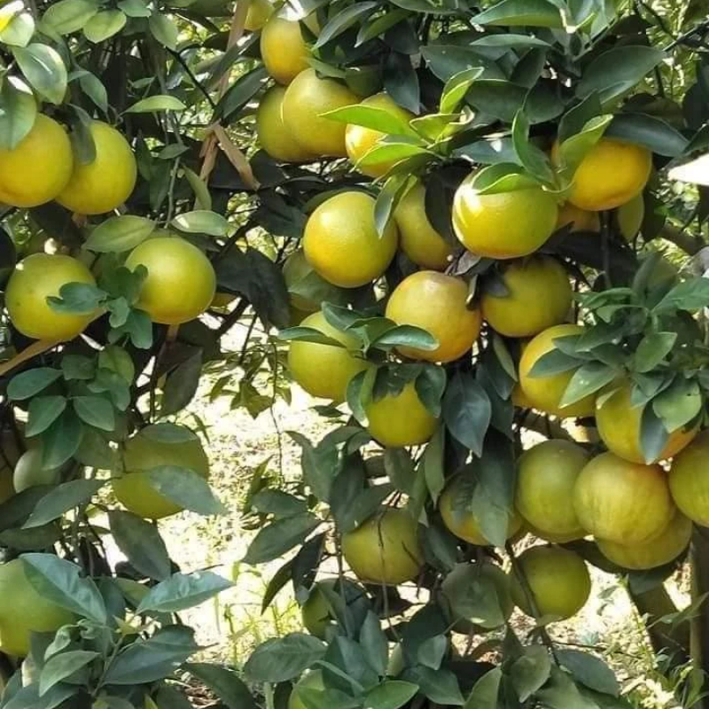 Cây Cam Xoàn – Giống Ngoại Cao Sản, Trái Ngọt Thanh, Ra Quả Sớm & Sai Trái