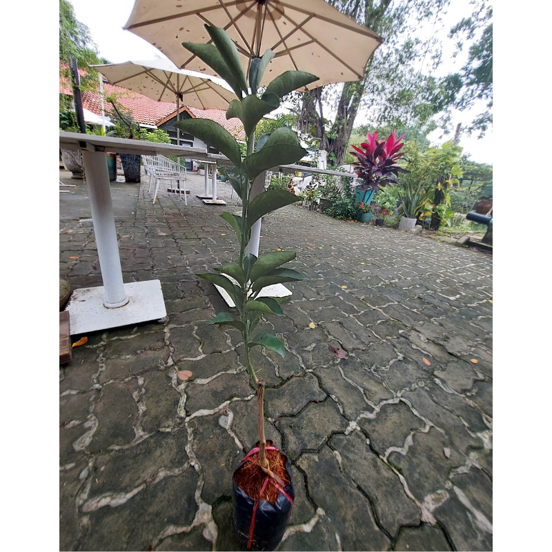 Cây Cam Xoàn – Giống Ngoại Cao Sản, Trái Ngọt Thanh, Ra Quả Sớm & Sai Trái