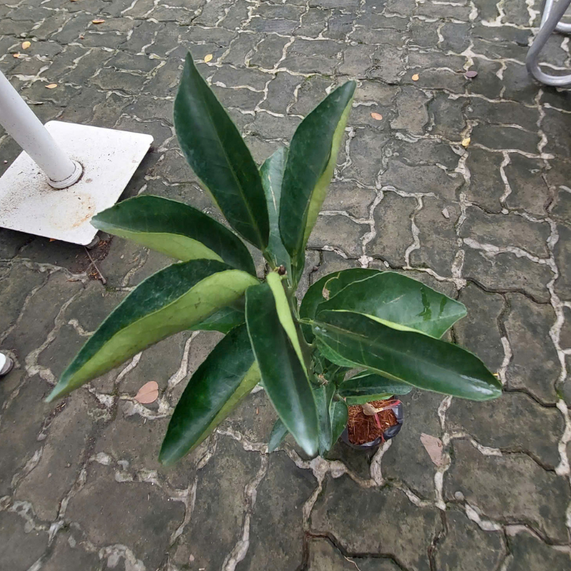 Cây Cam Xoàn – Giống Ngoại Cao Sản, Trái Ngọt Thanh, Ra Quả Sớm & Sai Trái