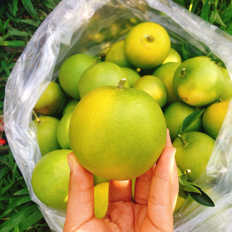 Cây Cam Xoàn – Giống Ngoại Cao Sản, Trái Ngọt Thanh, Ra Quả Sớm & Sai Trái