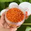 MUỐI ỚT HỘT CHAY ĐẶC SẢN TÂY NINH - Muối chấm trái cây