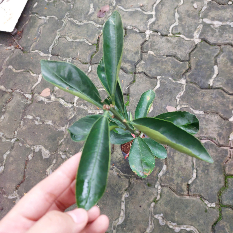 Cây Quýt Thái – Giống Ngoại Cao Sản, Trái Ngọt Thanh, Ra Quả Sớm & Sai Trái