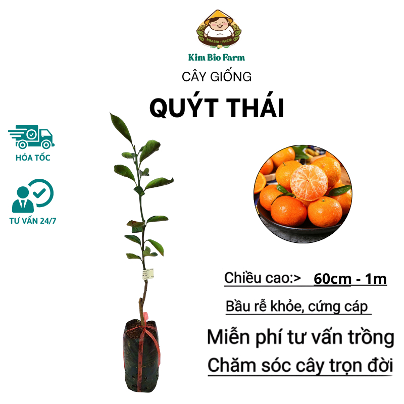 Cây Quýt Thái – Giống Ngoại Cao Sản, Trái Ngọt Thanh, Ra Quả Sớm & Sai Trái