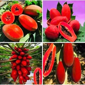 50 Hạt giống đu đủ vỏ đỏ ruột đỏ lùn siêu trái KVT