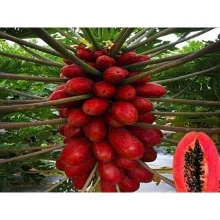 50 Hạt giống đu đủ vỏ đỏ ruột đỏ lùn siêu trái KVT