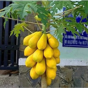 COMBO 50 HẠT GIỐNG ĐU ĐỦ DA VÀNG