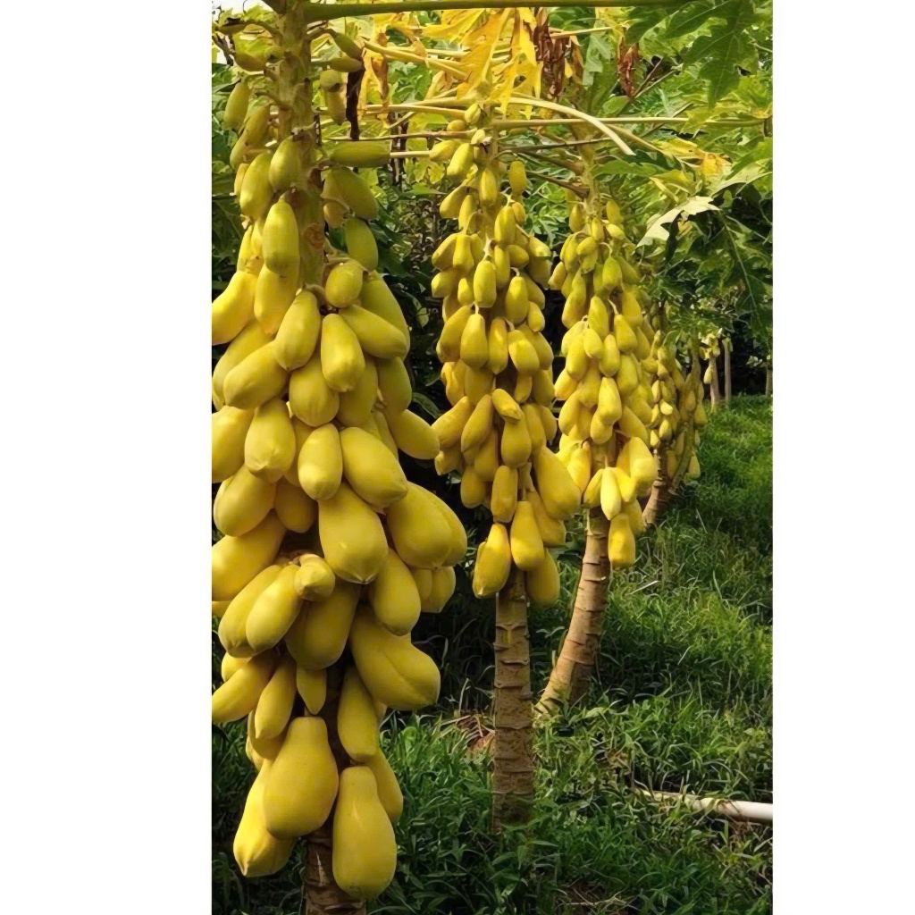 COMBO 50 HẠT GIỐNG ĐU ĐỦ DA VÀNG