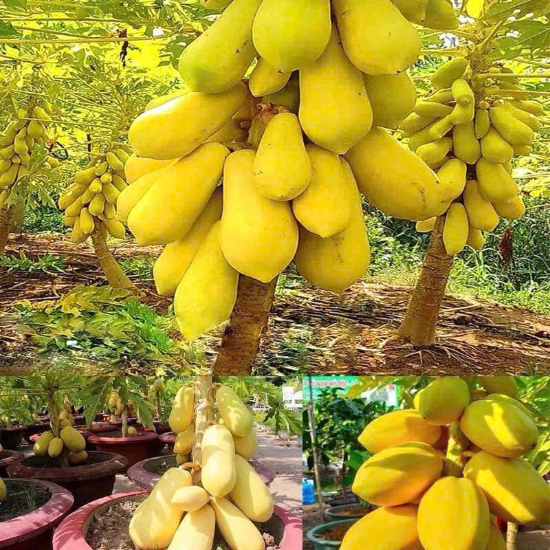 COMBO 50 HẠT GIỐNG ĐU ĐỦ DA VÀNG