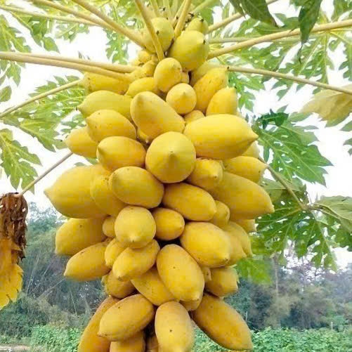 COMBO 50 HẠT GIỐNG ĐU ĐỦ DA VÀNG