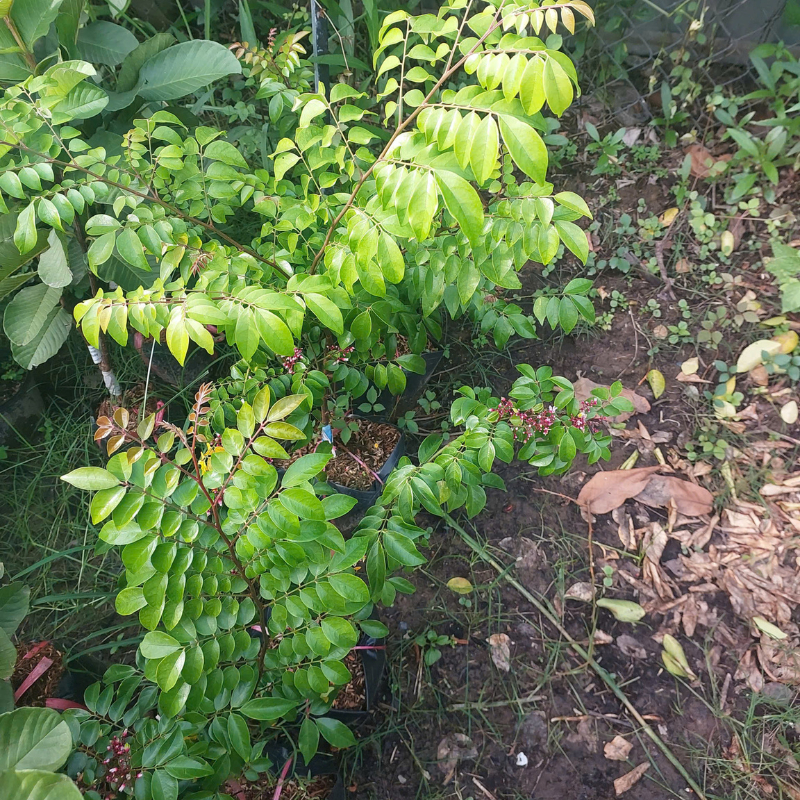 Cây Khế Chua KimBioFarm F1 Khỏe Mạnh, Đúng Giống, Sai Trái