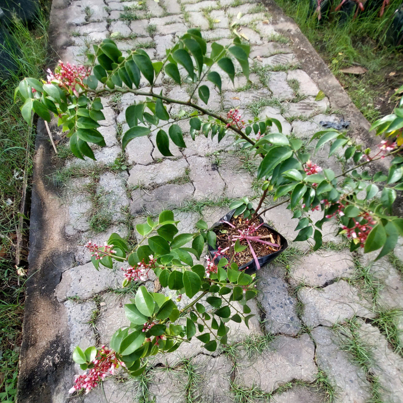 Cây Khế Chua KimBioFarm F1 Khỏe Mạnh, Đúng Giống, Sai Trái