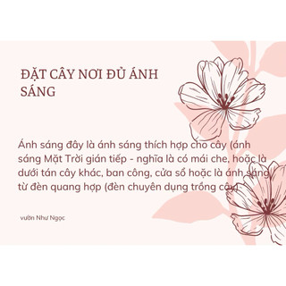 Chậu treo mini Tắc kè Thái bám tường không cần giàn - Vườn Như Ngọc