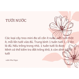 Chậu treo mini Tắc kè Thái bám tường không cần giàn - Vườn Như Ngọc