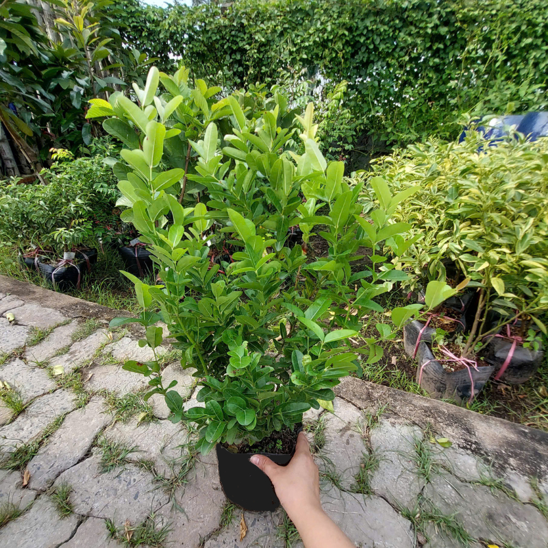 Cây Giống Siro – Giống Cây Ăn Trái & Làm Nước Giải Khát, Dễ Trồng, Cực Sai Trái