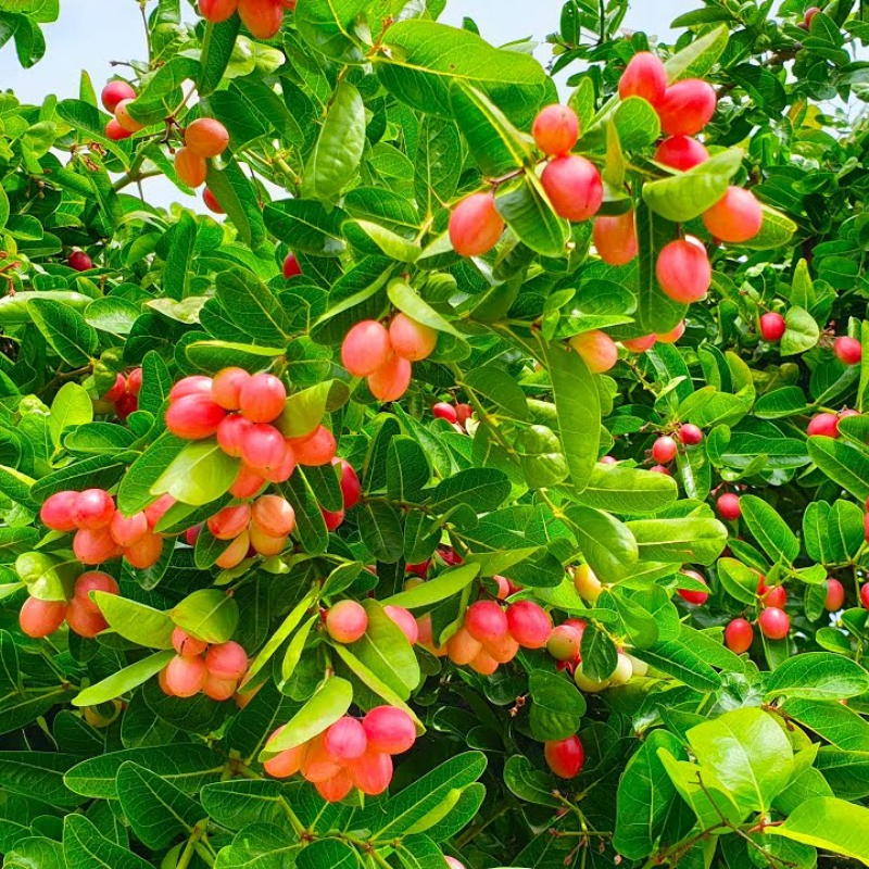 Cây Giống Siro – Giống Cây Ăn Trái & Làm Nước Giải Khát, Dễ Trồng, Cực Sai Trái