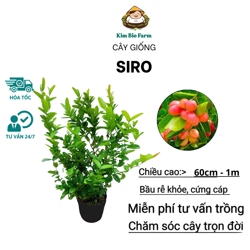 Cây Giống Siro – Giống Cây Ăn Trái & Làm Nước Giải Khát, Dễ Trồng, Cực Sai Trái