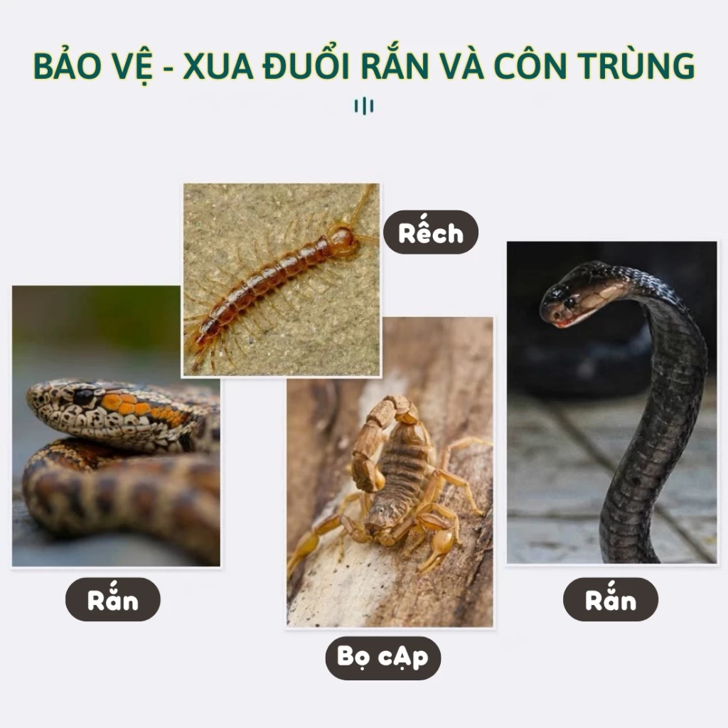 Bột đuổi rắn Snake (Dạng Hạt) Không Bị Trôi Khi Trời Mưa - Hiệu Quả 90 Ngày an toàn cho người và vật nuôi