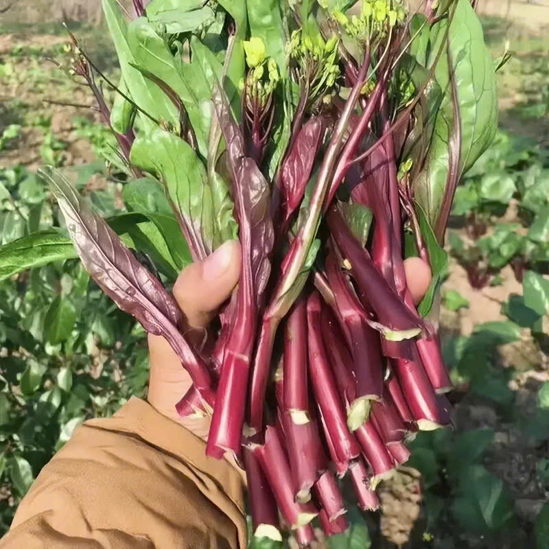 Hạt giống rau cải ngồng đỏ bốn mùa giống chịu nhiệt trồng quanh năm