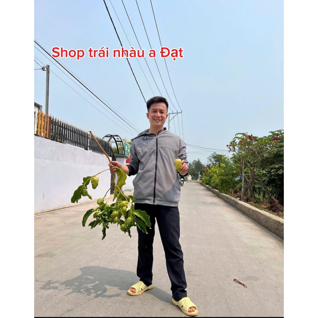 Qủa Nhàu Khô - hỗ trợ thanh lọc cơ thể, hãm trà, đun nước uống, ngâm tửu -  túi 1kg