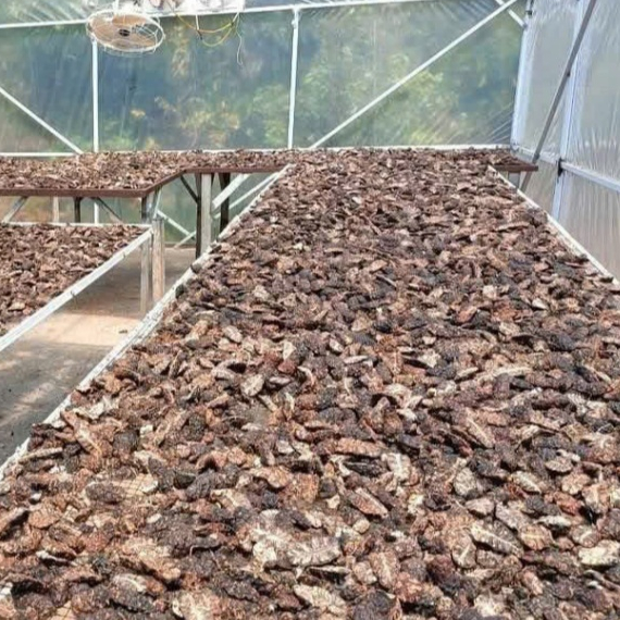 Qủa Nhàu Khô - hỗ trợ thanh lọc cơ thể, hãm trà, đun nước uống, ngâm tửu -  túi 1kg
