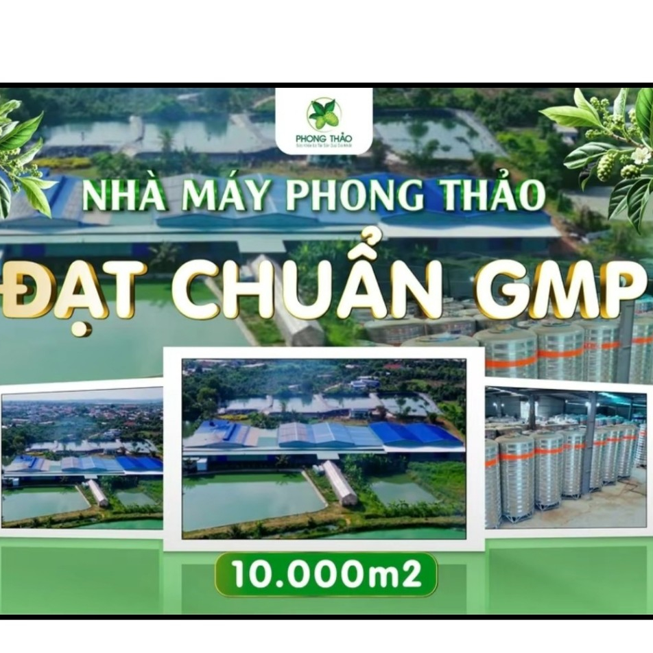 Nước Cốt Nhàu nguyên chất không đường Phong Thảo –  Lên Men Tự Nhiên
