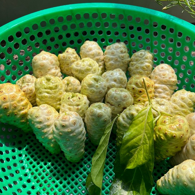 Trái Nhàu khô phơi tự nhiên - đun nước, hãm trà, ngâm tửu - túi 5KG