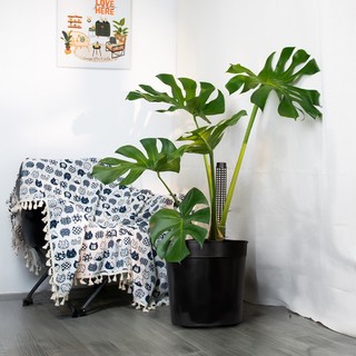 Nhà Thương Cây - CHẬU TRỒNG CÂY OH ĐEN - 33*36 cm