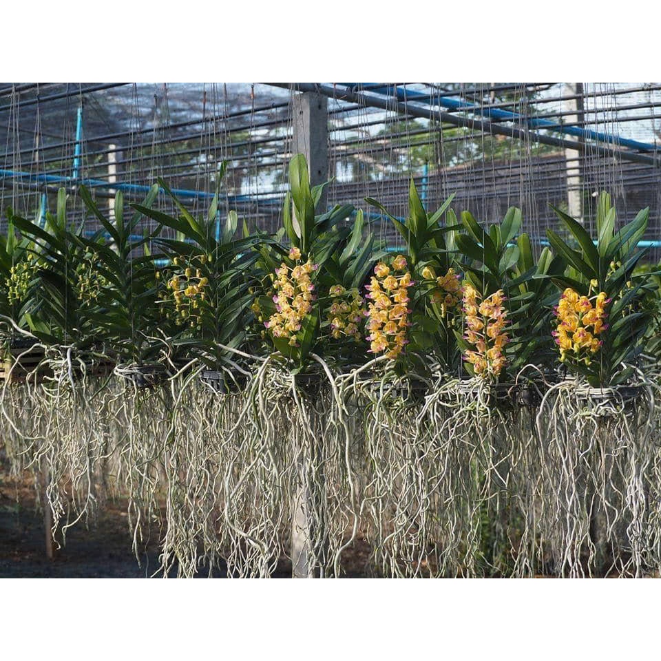 Siêu Lân Nhập Khẩu BỈ P55