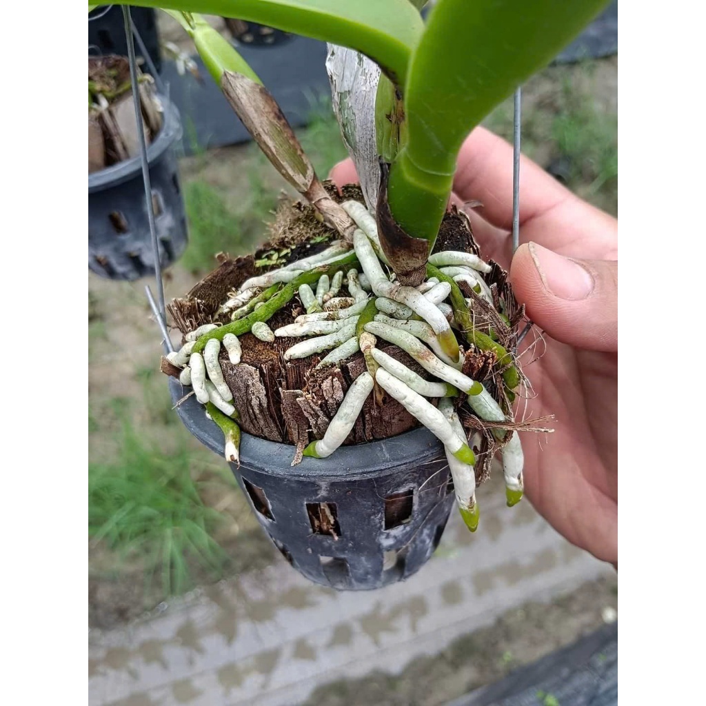 Siêu Lân Nhập Khẩu BỈ P55