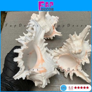 (HÀNG VIP) VỎ ỐC GAI MIỆNG HỒNG SIZE ĐẠI XỬ LÝ SẠCH ĐẸP XÀ CỪ BÓNG CAO CẤP DECOR TRANG TRÍ - FAPDECOR