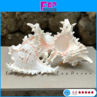 (HÀNG VIP) VỎ ỐC GAI MIỆNG HỒNG SIZE ĐẠI XỬ LÝ SẠCH ĐẸP XÀ CỪ BÓNG CAO CẤP DECOR TRANG TRÍ - FAPDECOR