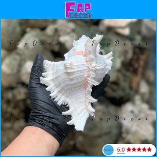 (HÀNG VIP) VỎ ỐC GAI MIỆNG HỒNG SIZE ĐẠI XỬ LÝ SẠCH ĐẸP XÀ CỪ BÓNG CAO CẤP DECOR TRANG TRÍ - FAPDECOR
