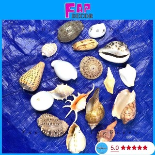 {Gía Rẻ} Vỏ ốc biển trang trí nhiều mẫu, phụ kiện vỏ ốc xà cừ trang trí decor hàng đẹp