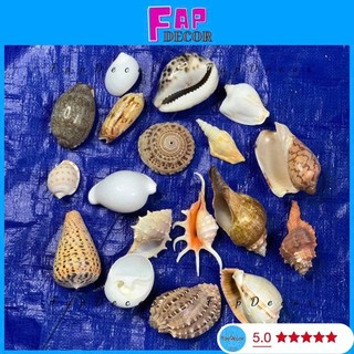 {Gía Rẻ} Vỏ ốc biển trang trí nhiều mẫu, phụ kiện vỏ ốc xà cừ trang trí decor hàng đẹp