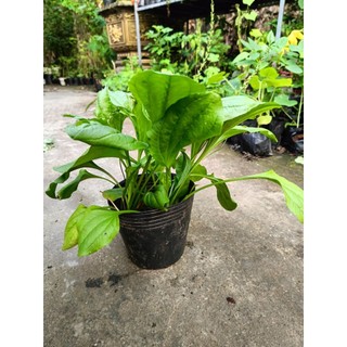 Chậu cây giống mã đề, nhiều công dụng