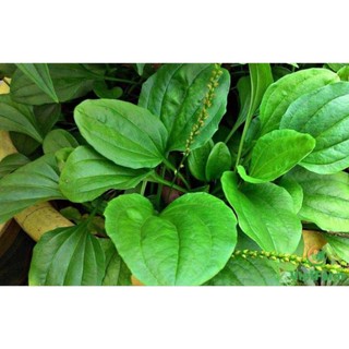 Chậu cây giống mã đề, nhiều công dụng