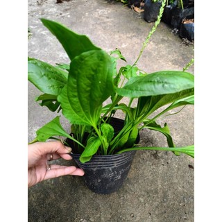 Chậu cây giống mã đề, nhiều công dụng