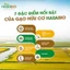 Phở gạo trắng ăn liền hữu cơ Hasabio sợi dai ngon, không phẩm màu, không hàn the