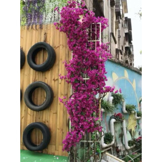 Hoa Giấy Giả Cành 1m Trang Trí Tường, Cổng, Ban Công, Decor Tiệc Cưới - Hoa Lụa Hạnh Hoan