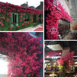 Hoa Giấy Giả Cành 1m Trang Trí Tường, Cổng, Ban Công, Decor Tiệc Cưới - Hoa Lụa Hạnh Hoan