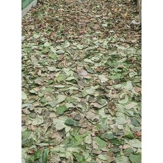 Bột Ngâm Mông Thảo Mộc Dưỡng Sinh 500g – Handmade Không Muối – Giảm Thâm Khử Mùi tặng kèm túi lọc