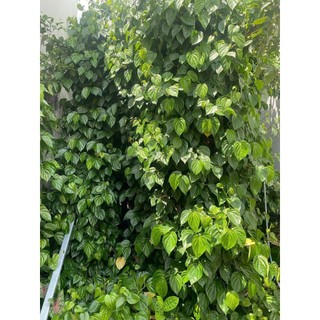Bột Ngâm Mông Thảo Mộc Dưỡng Sinh 500g – Handmade Không Muối – Giảm Thâm Khử Mùi tặng kèm túi lọc