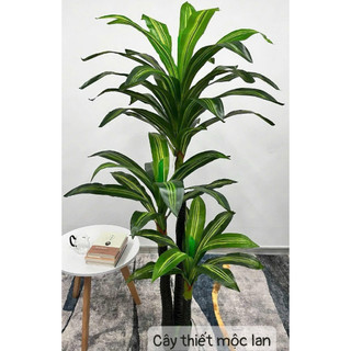 Bộ 3 cây Thiết Mộc Lan giả cao 1,8m - Cây decor giống thật