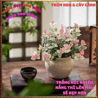 2 CHẬU VẢY ỐC CẨM THẠCH THẰN LẰN LEO TƯỜNG TRỒNG BỒN SIÊU XINH💍 SHOP PP ONLINE CLICK 24 GIỜ