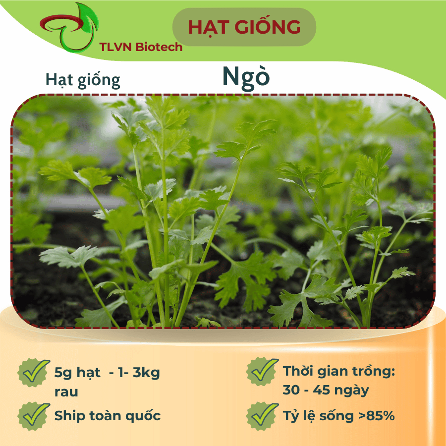 5g Hạt Giống Rau Ngò -> 1 -3 kg rau sau 30 ngày. Dễ Trồng Quanh Năm ...